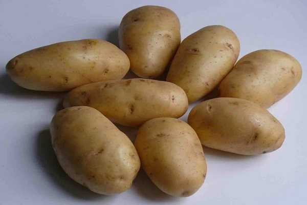 Картофель аврора: описание сорта, фото, отзывы
