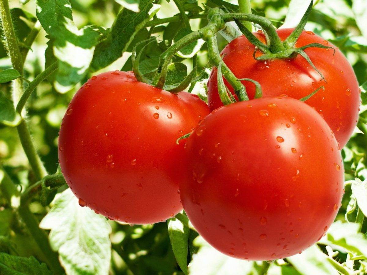 Подготовка семян томатов к посеву на рассаду