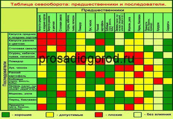 Таблица севооборота на огороде, дачном участке: чередование овощных культур, предшественники