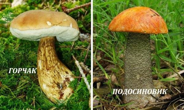 Подосиновик: фото и описание гриба, способы приготовления. как распознать ложный подосиновик?