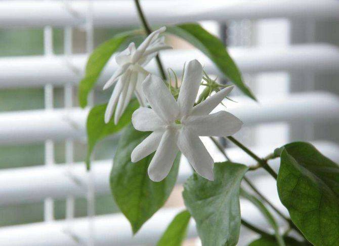 Описание цветка жасмин домашний — уход и методы размножения