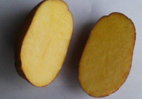 ᐉ сорт картофеля «вектор» – описание и фото - roza-zanoza.ru