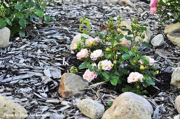Красивый розарий на даче — пошаговая инструкция с фото примерами оформления розария в саду!