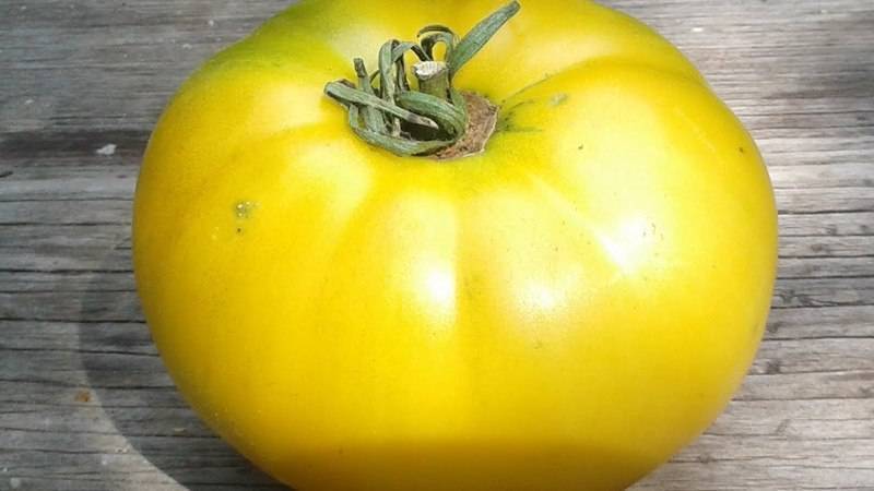 Описание томатов сорта «ирина»: особенности выращивания