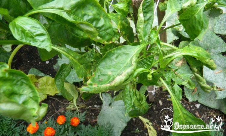 Скручиваются листья у томатов и перцев (причины и как устранить)