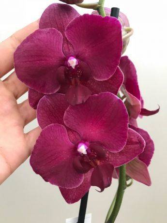 Сиреневая орхидея: сорта, описание, фото, выращивание и уход, вредители и болезни русский фермер