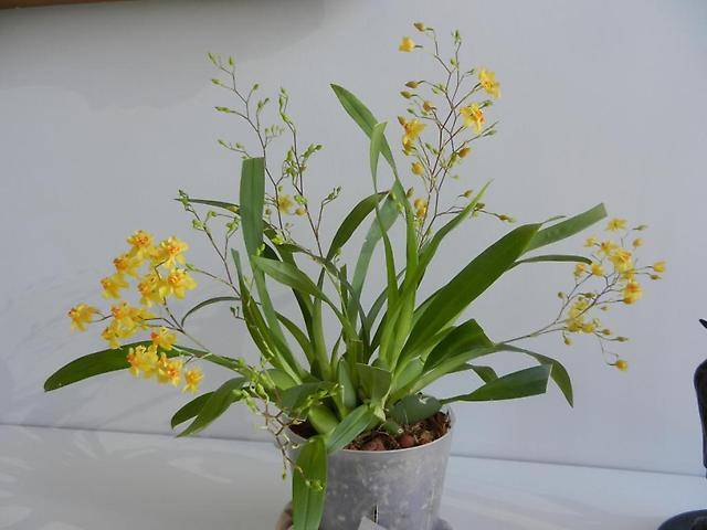 Орхидея цимбидиум: уход в домашних условиях, пересадка, болезни и вредители