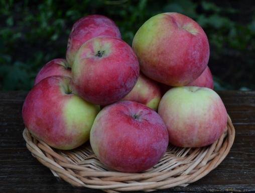 Сорт яблони брянское — описание, фото, отзывы