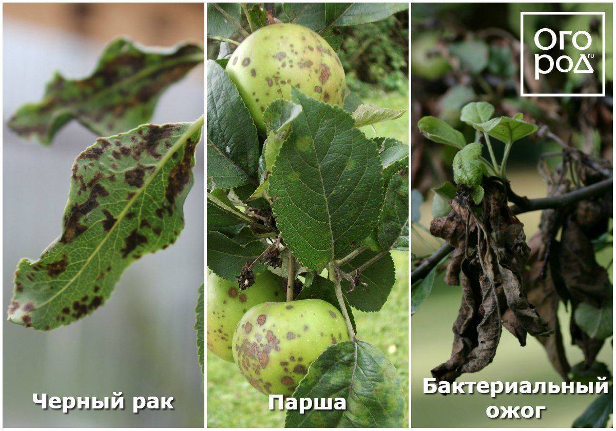 Ржавчина на растениях