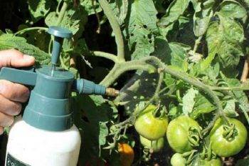 Спасатель спасает урожай томатов