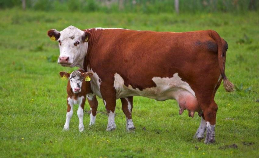 Возраст коров – сколько живет крупный рогатый скот