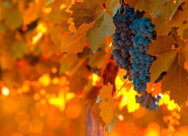 Осенняя подкормка винограда в зиму