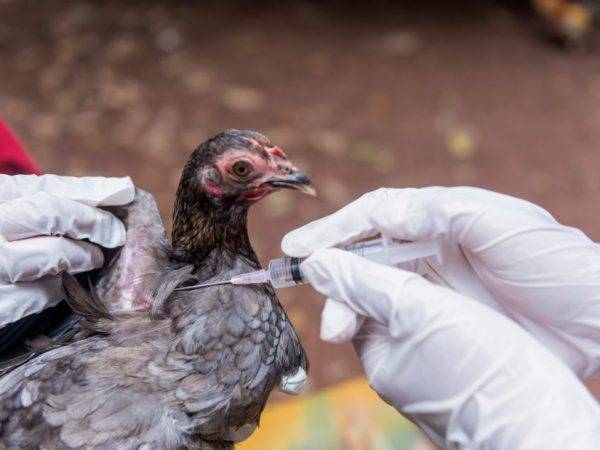 Возбудитель спокойствия: насколько опасен птичий грипп