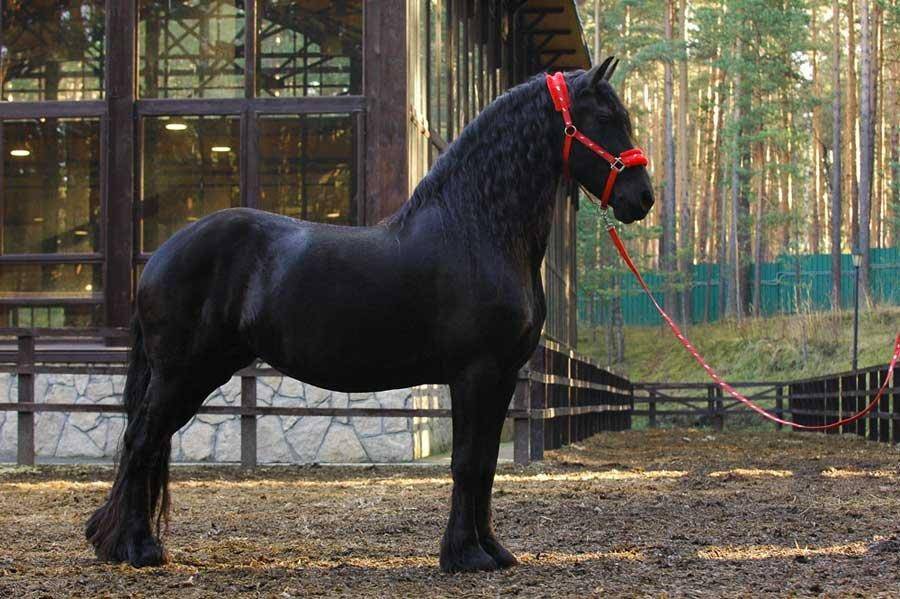 Фризская лошадь. описание, особенности, уход и цена фризской лошади | живность.ру