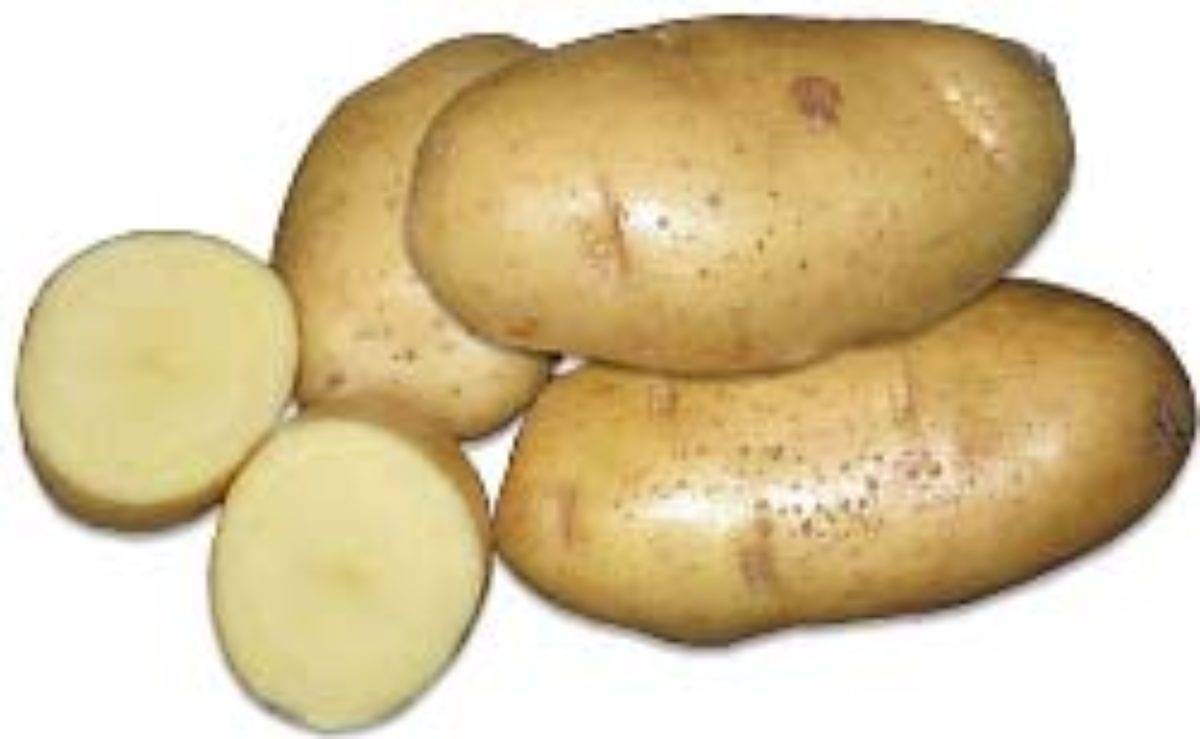 Картофель "метеор": описание сорта, фото, отзывы