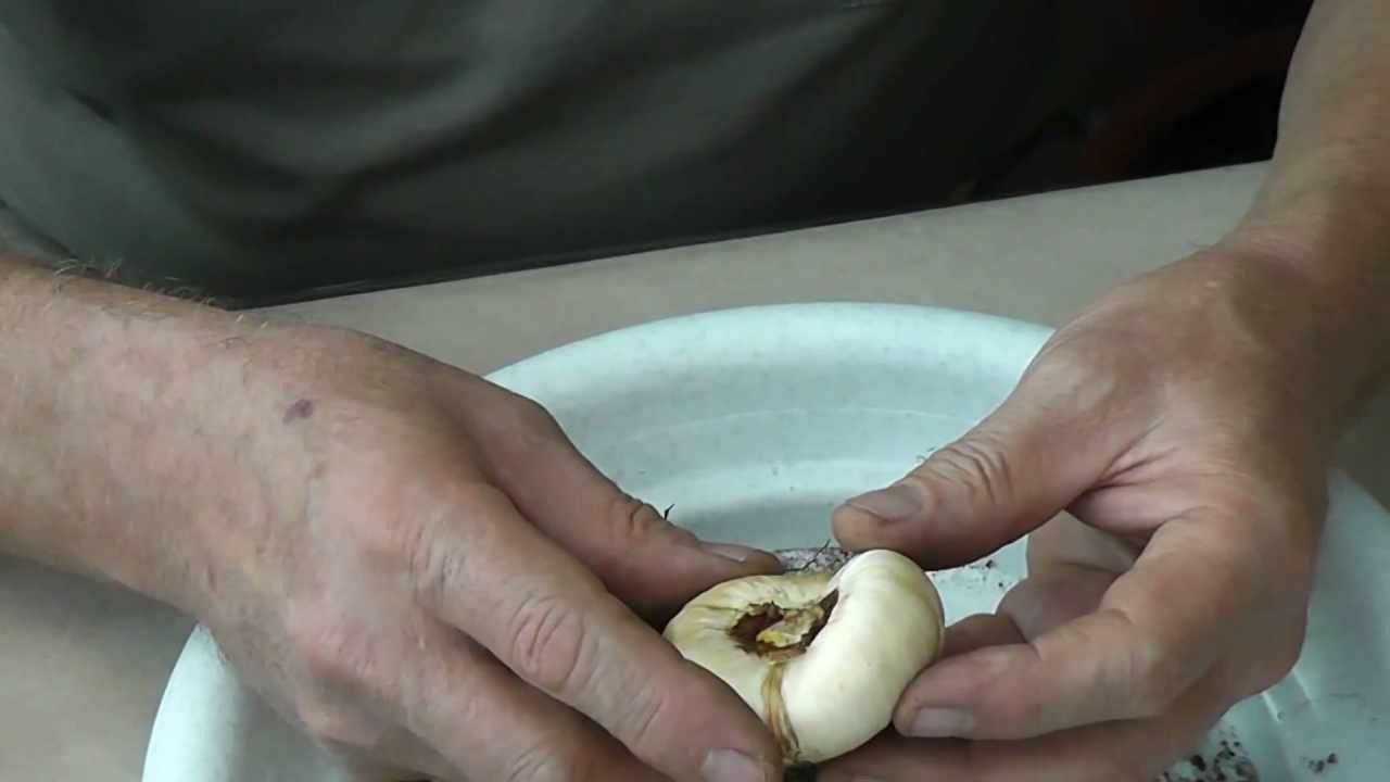Секреты подготовки гладиолусов к посадке весной. нужно ли проращивать луковицы и как это сделать?