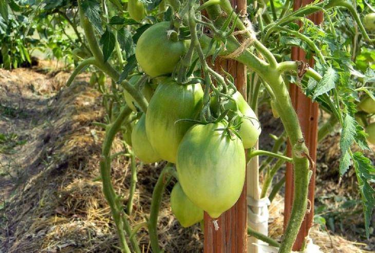 Удобрение томатов (помидор): подкормка в теплице и грунте