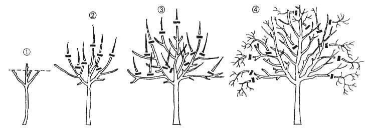 Обрезка груши осенью - пошаговая инструкция в схемах