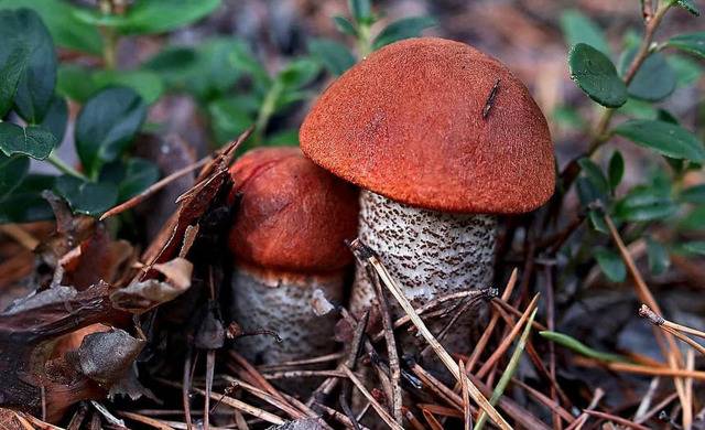 Чем полезны и вредны разные грибы для человеческого организма?
