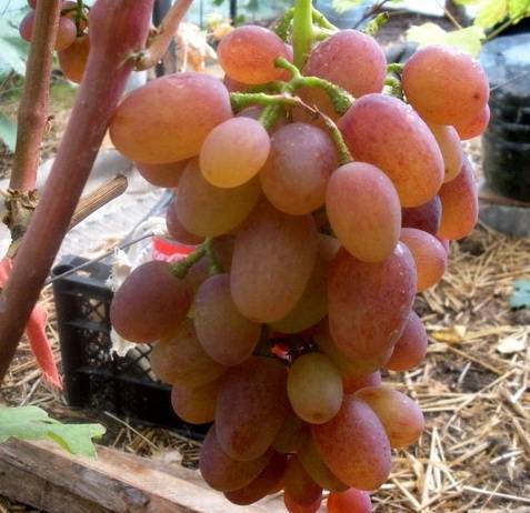 Виноград рута – сильнорослый виноград с чудесным вкусом - сорта винограда, столовые | описание, советы, отзывы, фото и видео