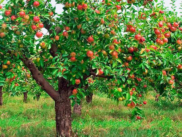 Яблоки слава победителю - описание и характеристики сорта, посадка и уход, болезни