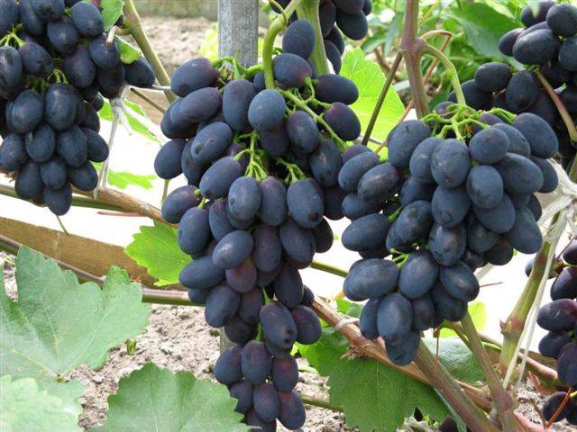 Особенности винограда молдова: описание сорта и нюансы агротехники