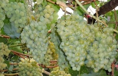 Виноград "белое чудо" описание сорта винограда, уход, выращивание и отзывы