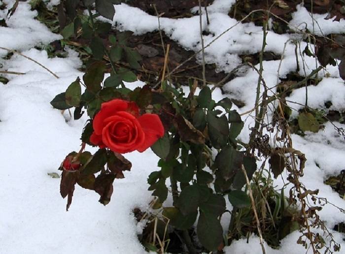 Как укрыть розы на зиму в Подмосковье и когда это сделать