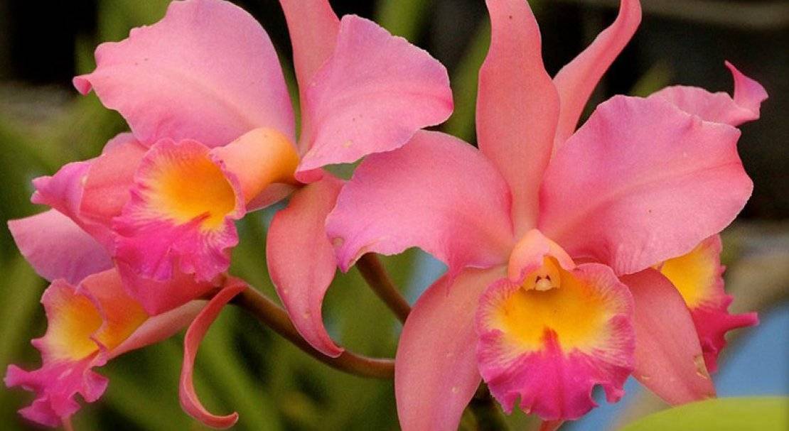 Каттлея уход – особенности выращивания и полива, размножение и содержание орхидеи в домашних условиях