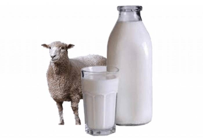 Овечье молоко: польза и вред овечьего сыра