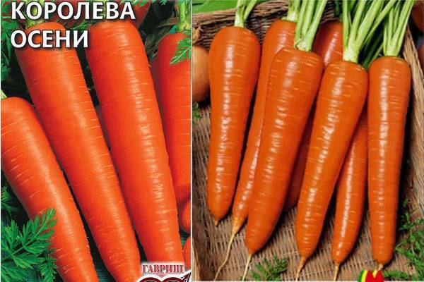 Морковь королева осени: отзывы и фото, описание и характеристики сорта
