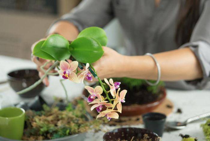 Как пересадить орхидею в домашних условиях: видео с пошаговой инструкцией