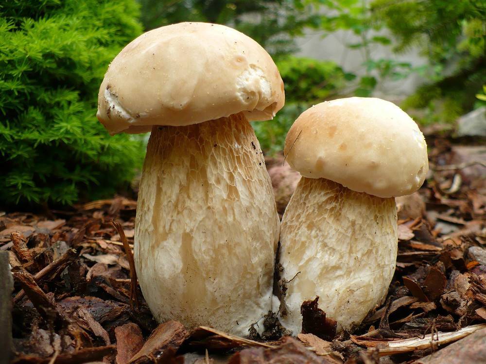 Полубелый гриб - описание, где растет, ядовитость гриба