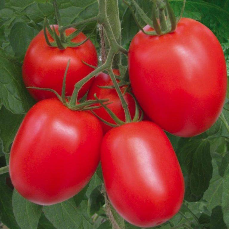 Какие сорта томатов будут лучшими для посадки в 2021 году