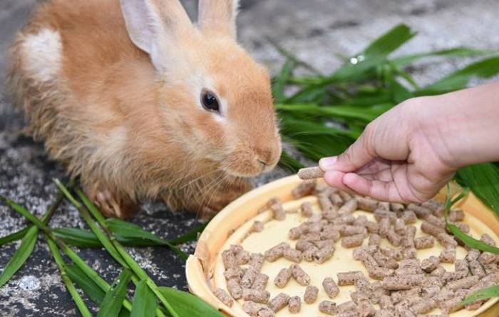 Можно ли кормить кроликов одуванчиками: листьями, цветками, корнями - растения и огород