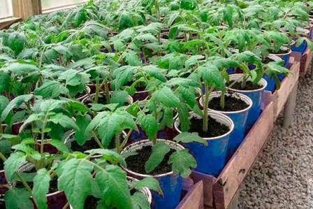 Секреты подкормки рассады томатов и перцев дрожжами