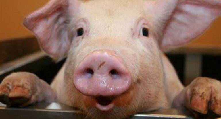 Методы искусственного осеменения свиней