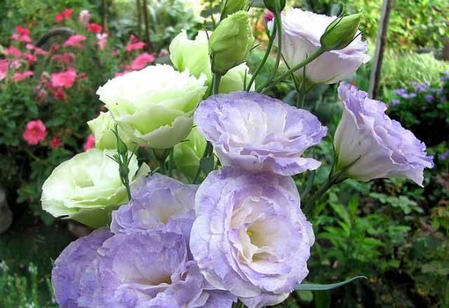 Многолетняя эустома фото цветов, как посадить и вырастить из рассады дома ирландскую розу