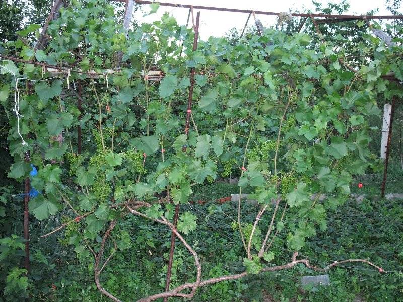 Чем подкормить виноград весной и летом перед цветением