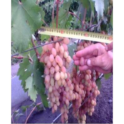 Сорт винограда «румба» описание и фото
