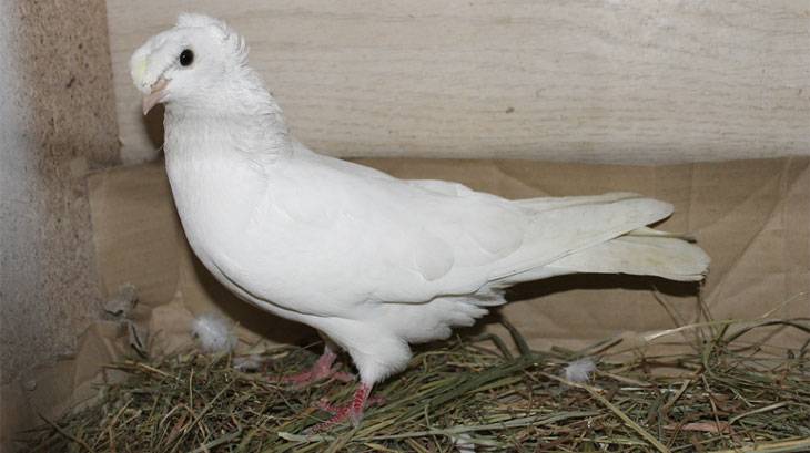 Узбекские бойные голуби: фото, описание, породы