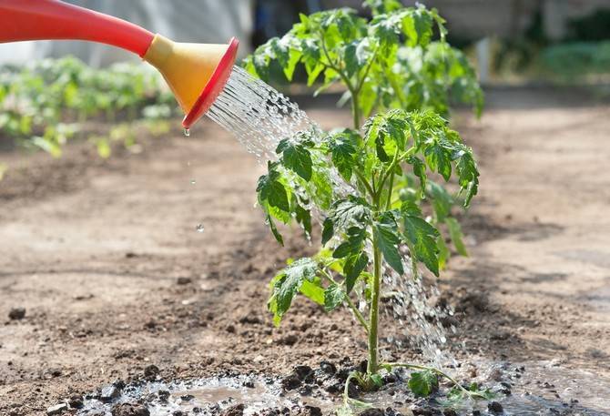 Как часто поливать помидоры - как правильно необходимо поливать в теплице и на открытом грунте (135 фото)