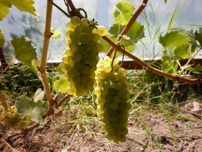 Сорт винограда бианка: общая характеристика, особенности посадки и ухода