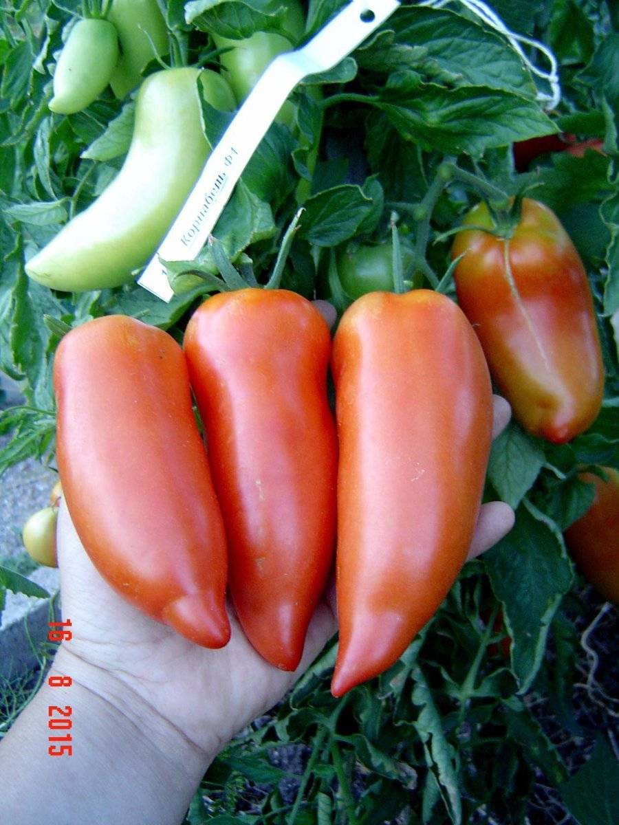 Описание сорта томата Карнабель — как поднять урожайность