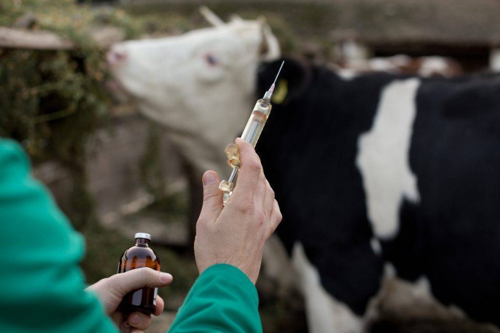 Инфекционный мастит у коров - болезни коров