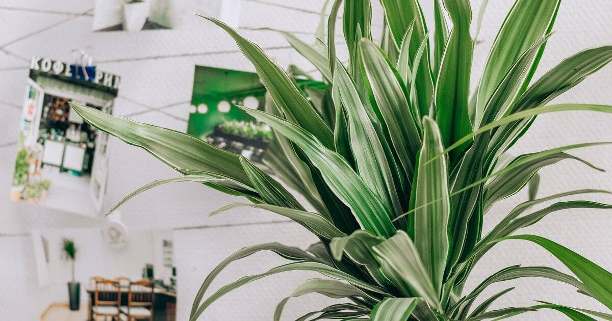 Лучшие неприхотливые растения для офиса. список комнатных растений для офиса. фото — ботаничка.ru