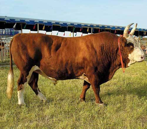 Калмыцкая порода коров. особенности калмыцкого крс