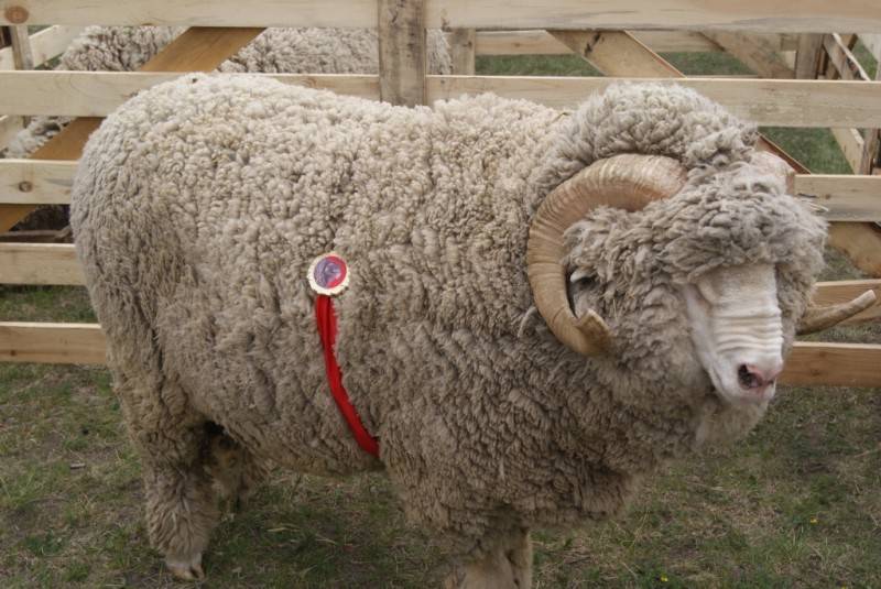 Тайна овцеводов: сколько весит баран? виды и породы.