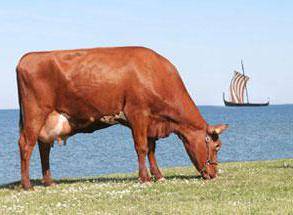 Особенности красной степной породы коров