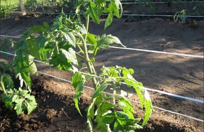 Выращивание помидоров в открытом грунте. подвязка томатов